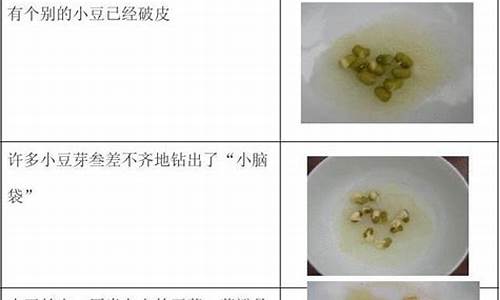 绿豆芽观察记录表7天_绿豆芽观察记录表7天颜色形状想法与心情