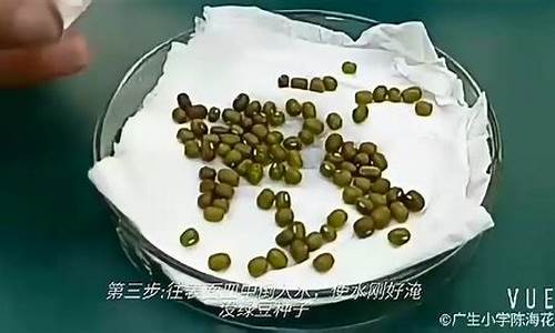 观察日记绿豆_观察日记绿豆发芽日记300字四年级